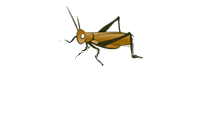 East Coast Exotics