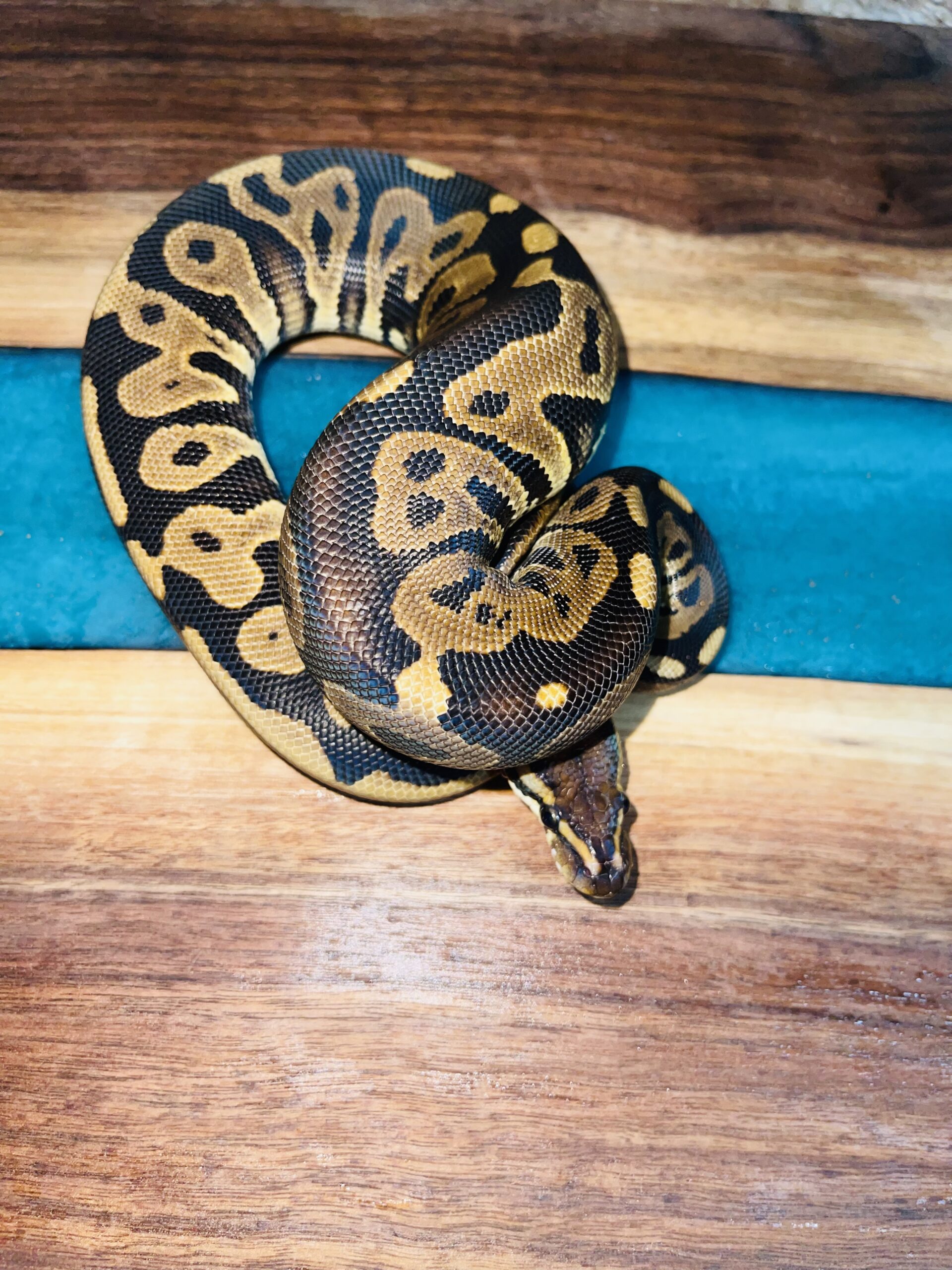 Leopard het pied 