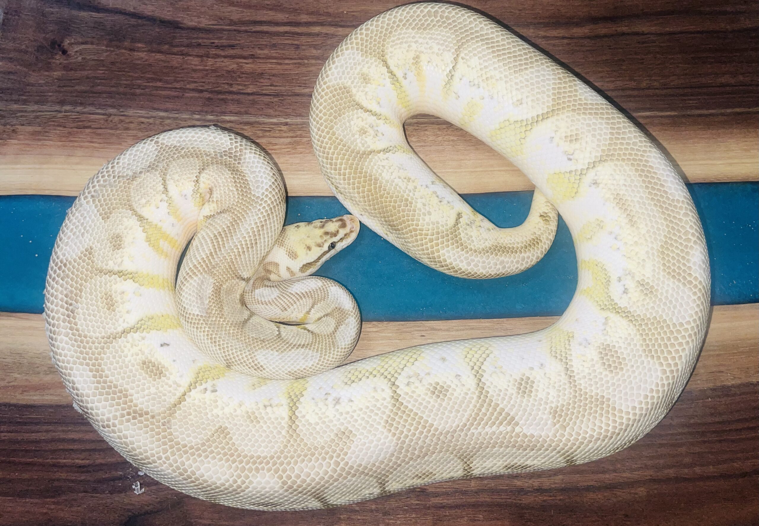 Pastel spider lesser yellowbelly