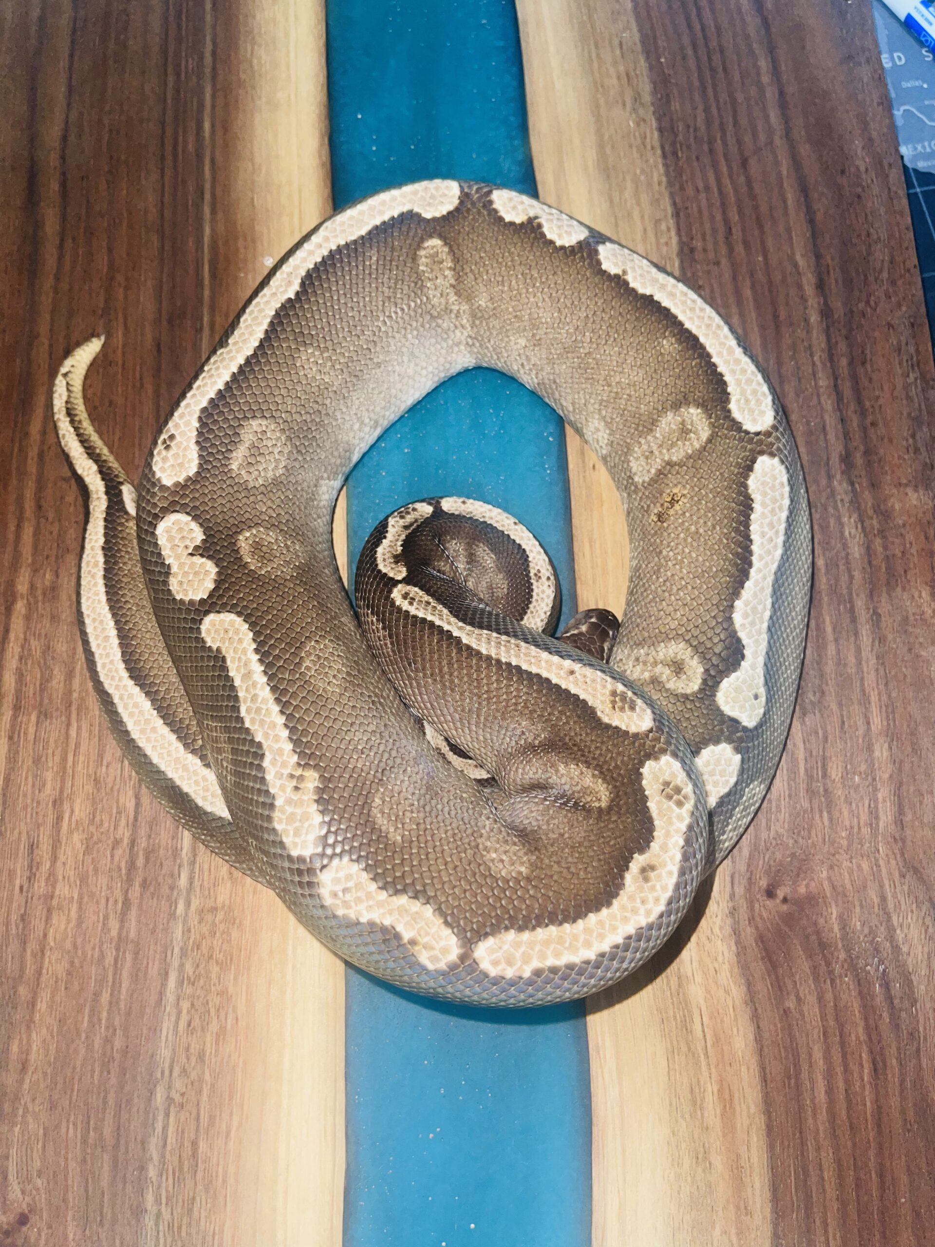 GHI mojave 50% het pied (proven breeder )