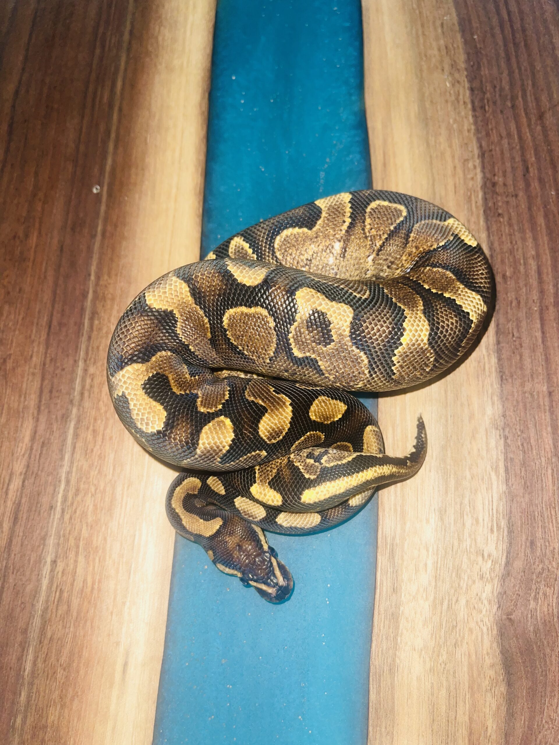 Calico yellowbelly 