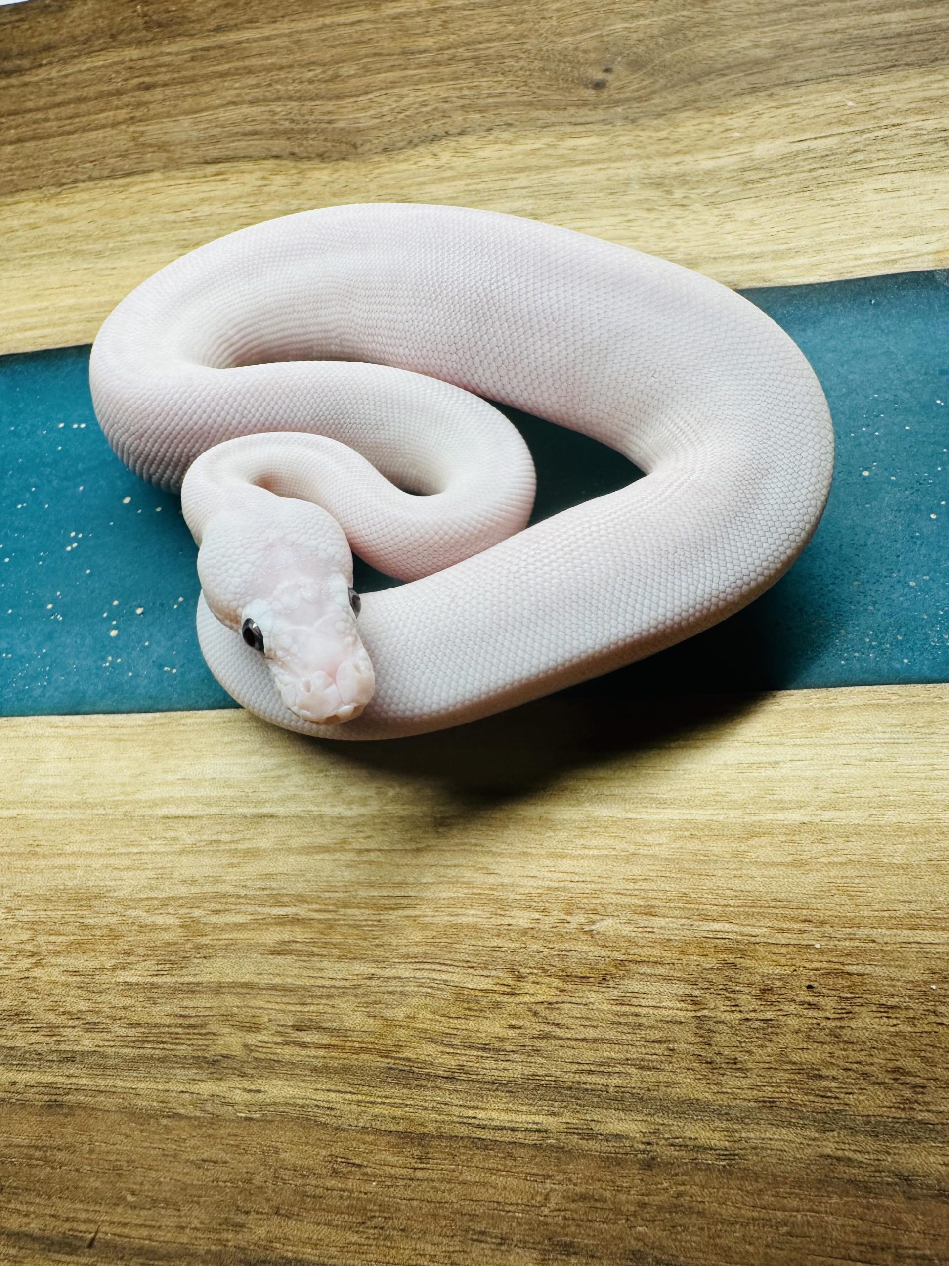 Blue Eyed Leucistic Scaleless Head 