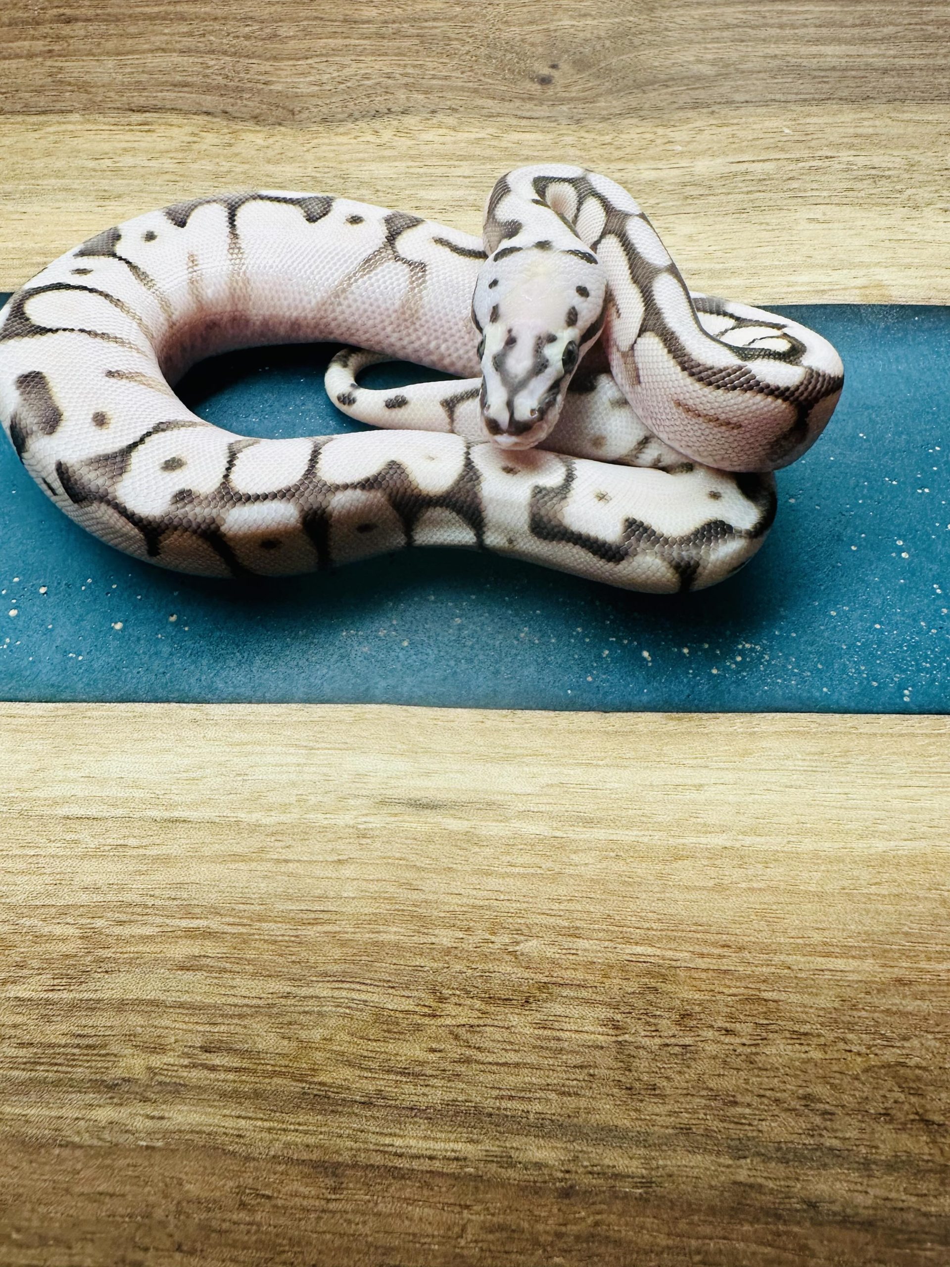 Pastel Spider Lesser Scaleless Head 