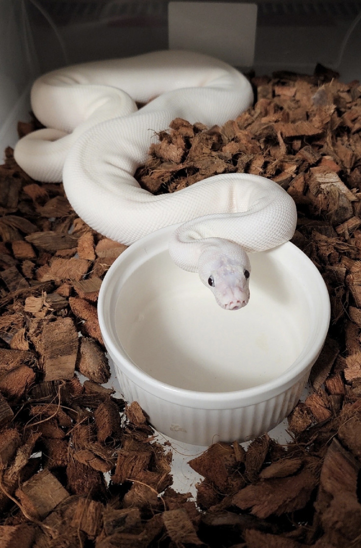 Blue Eyed Leucistic Scaleless Head 