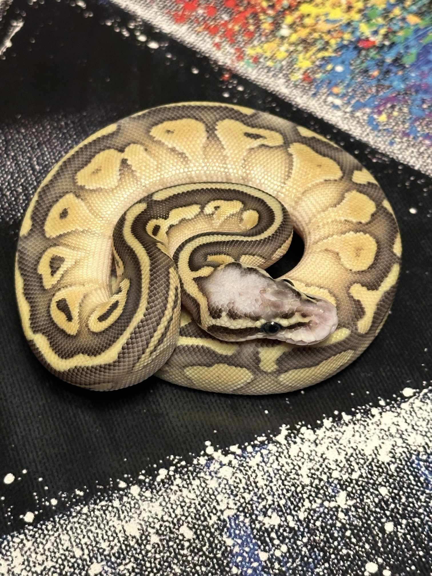 Super Pastel Lesser YellowBelly 